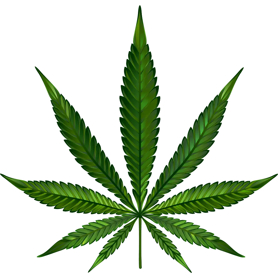 Feuille de chanvre réaliste – illustration des produits CBD