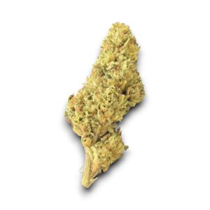 Fleur de CBD Miss B Glasshouse cultivée en France par Les Jardins de Magu – Arômes floraux et détente équilibrée